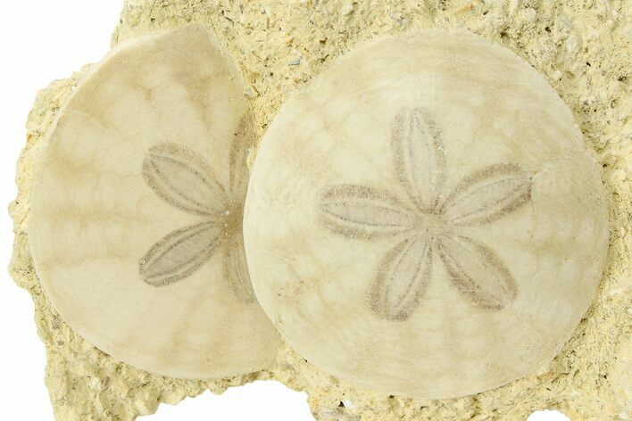 Two Fossil Sand Dollars - France #286386